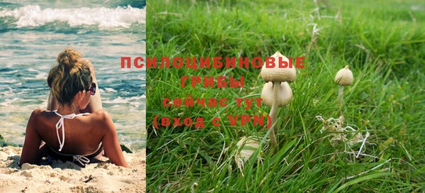 прущие грибы Мурманск